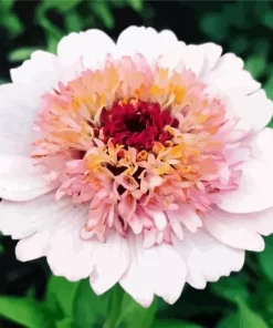 White And Pink Zinnia Flower Diamond Painting