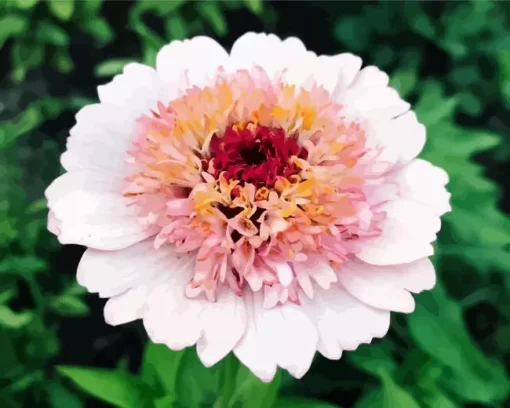 White And Pink Zinnia Flower Diamond Painting