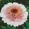 White And Pink Zinnia Flower Diamond Painting