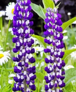 White And Purple Lupines Diamond Painting