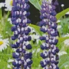 White And Purple Lupines Diamond Painting