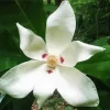 White Bigleaf Magnolia Diamond Painting