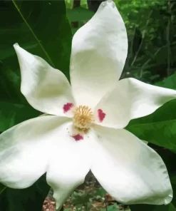 White Bigleaf Magnolia Diamond Painting