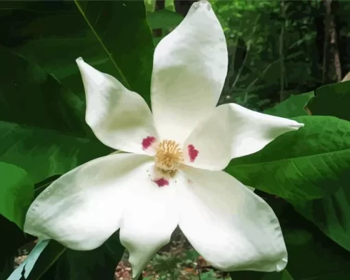 White Bigleaf Magnolia Diamond Painting