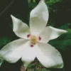 White Bigleaf Magnolia Diamond Painting