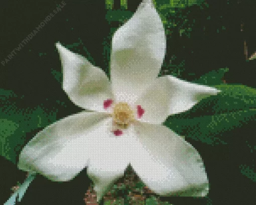 White Bigleaf Magnolia Diamond Painting