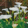 White Calla Lilies Diamond Painting