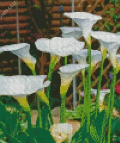 White Calla Lilies Diamond Painting