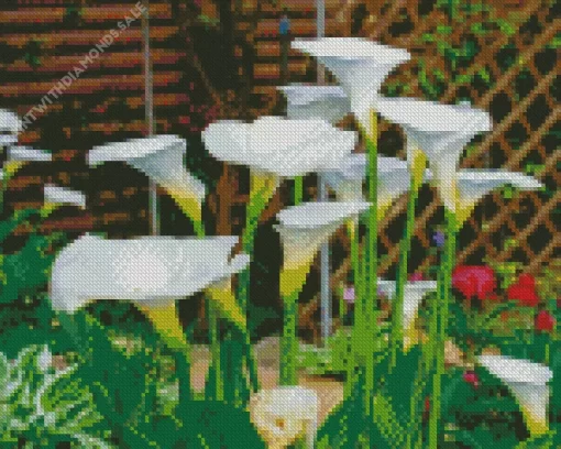 White Calla Lilies Diamond Painting