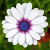 White Cape Daisy Diamond Painting