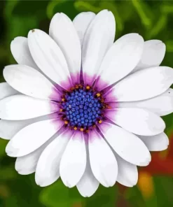 White Cape Daisy Diamond Painting