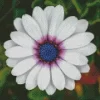 White Cape Daisy Diamond Painting