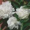 White Peonies Diamond Painting