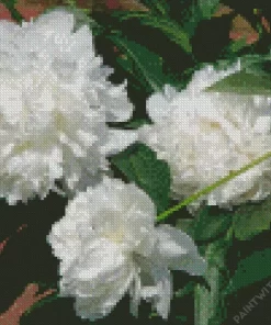 White Peonies Diamond Painting