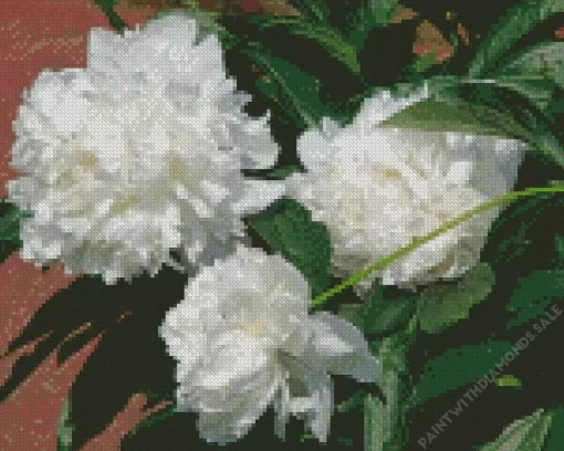 White Peonies Diamond Painting