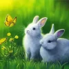 White Rabbits Diamond Painting