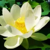 White Sacred Lotus Diamond Painting