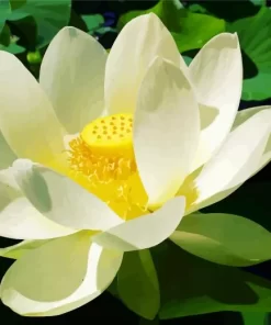 White Sacred Lotus Diamond Painting