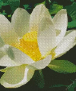 White Sacred Lotus Diamond Painting