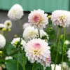 White Stellar Dahlias Diamond Painting