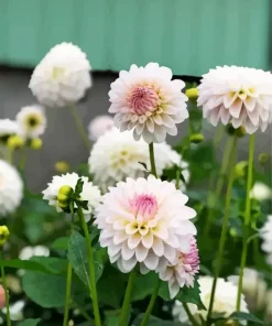 White Stellar Dahlias Diamond Painting