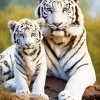 White Tiger And Cub Diamond Painting