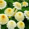 White Zinderella Zinnia Diamond Painting