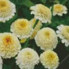 White Zinderella Zinnia Diamond Painting