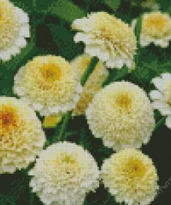 White Zinderella Zinnia Diamond Painting