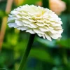 White Zinnia Polar Bear Diamond Painting