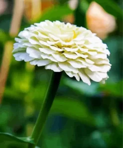 White Zinnia Polar Bear Diamond Painting