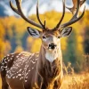 Wild Deer Diamond Painting