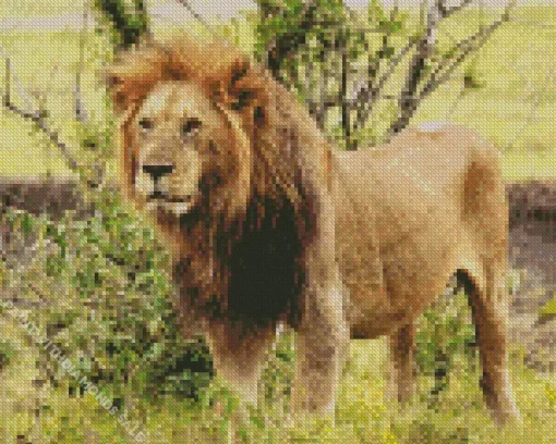 Wild Lion Diamond Painting