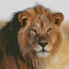 Wild Lion Animals Diamond Painting