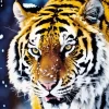 Winter Tiger Diamond Painting