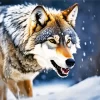 Wolf In Snow Diamond Painting