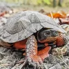 Wood Turtle Diamond Painting