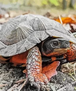 Wood Turtle Diamond Painting