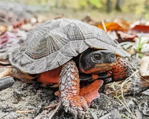 Wood Turtle Diamond Painting