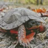 Wood Turtle Diamond Painting