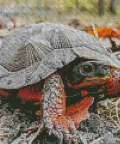 Wood Turtle Diamond Painting