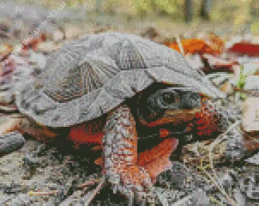 Wood Turtle Diamond Painting