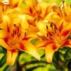 Yellow Asiatic Lilies Diamond Painting