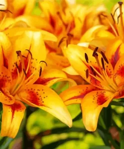 Yellow Asiatic Lilies Diamond Painting