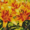 Yellow Asiatic Lilies Diamond Painting