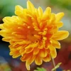 Yellow Chrysanthemum Diamond Painting