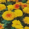 Yellow Chrysanthemum Flowers Diamond Painting