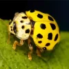 Yellow Coccinella Ladybug Diamond Painting