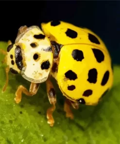 Yellow Coccinella Ladybug Diamond Painting