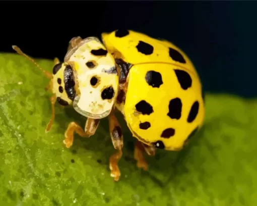 Yellow Coccinella Ladybug Diamond Painting